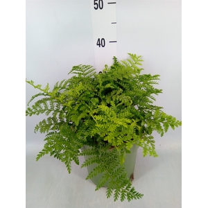 Asplenium  'Parvati'