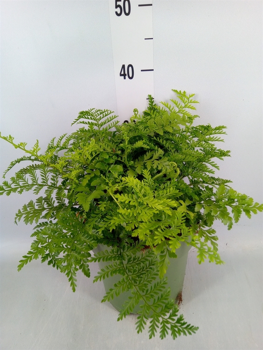 <h4>Asplenium  'Parvati'</h4>