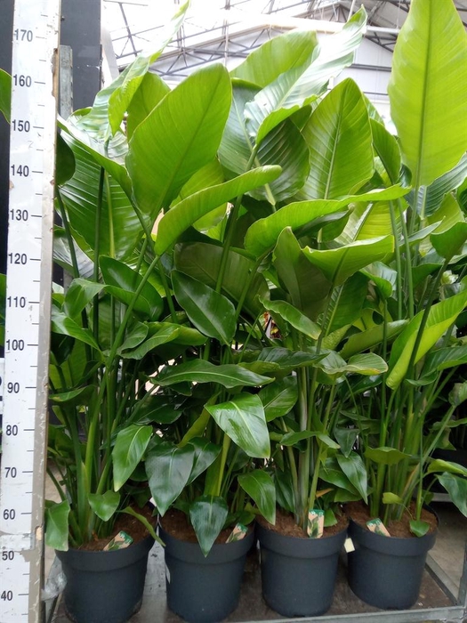 <h4>Strelitzia nicolai</h4>