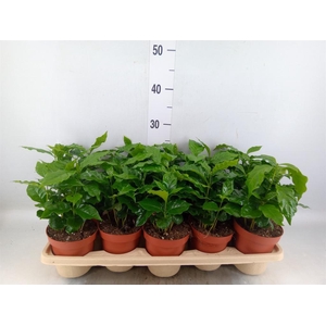 Coffea arabica