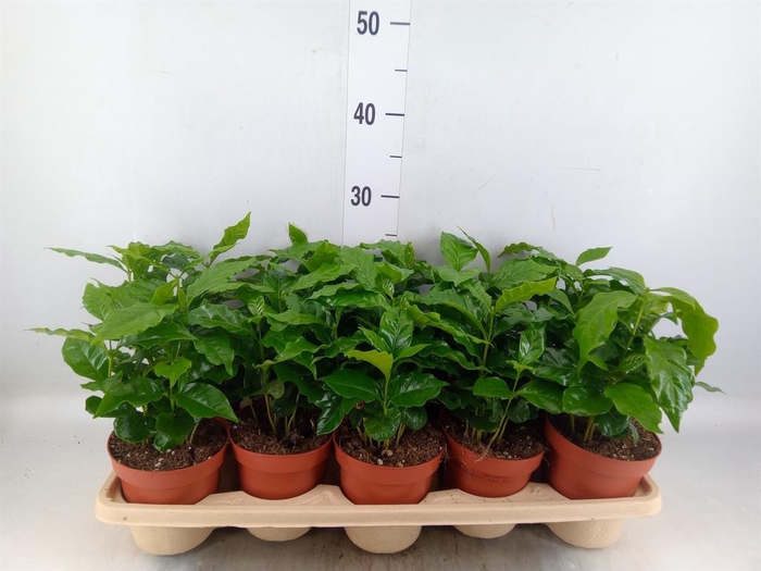 <h4>Coffea arabica</h4>