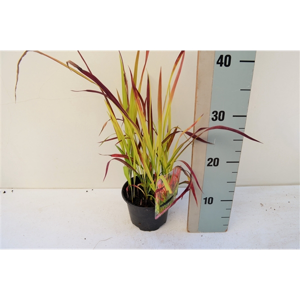 <h4>Imperata cyclindrica 'Red Baron'</h4>
