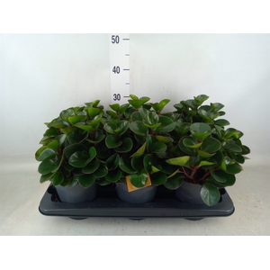 Peperomia obt. 'Burning Bush'