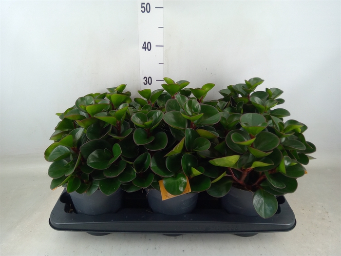 <h4>Peperomia obt. 'Burning Bush'</h4>
