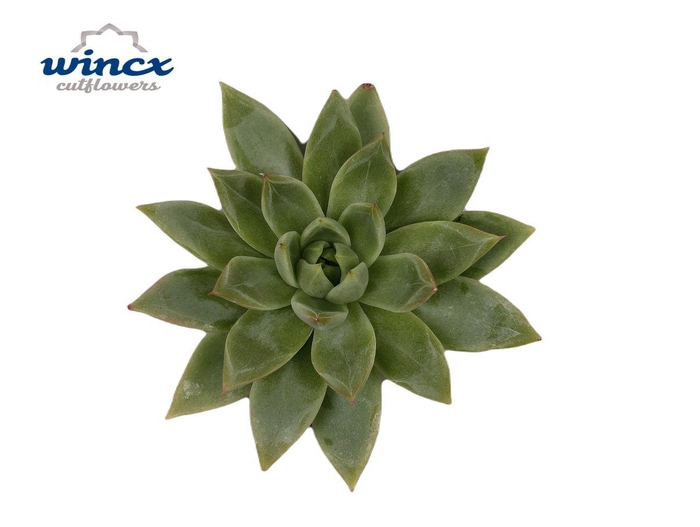 <h4>Echeveria Agavoides White Sow Wincx-12cm</h4>