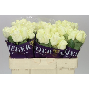 Rosa Gr Avalanche Meijer