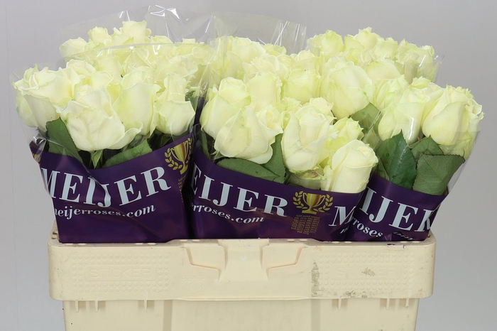 <h4>Rosa Gr Avalanche Meijer</h4>