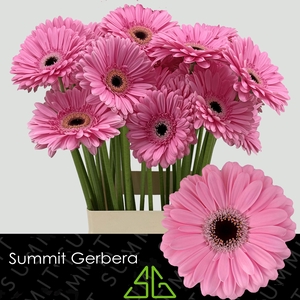 Gerbera Alison Water x40 Lang