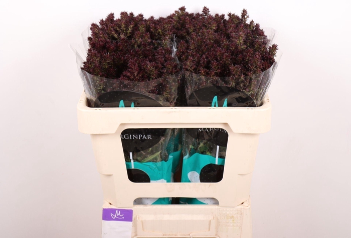 <h4>PHLOX P BLIND LION</h4>