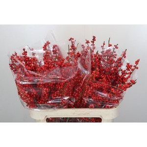 Ilex Rood