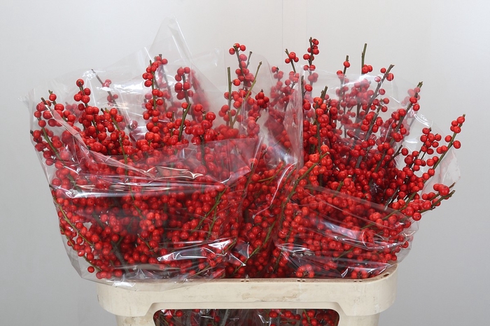 <h4>Ilex Rood</h4>