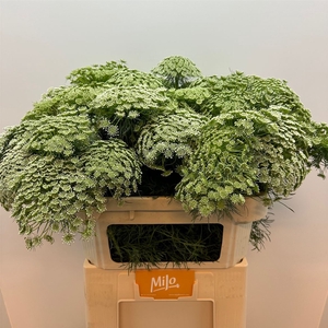 Ammi Vis Casablanca