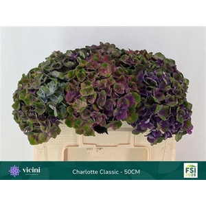 Hydr M Mag Charlotte Picasso Cl