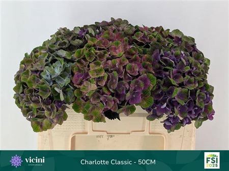 <h4>Hydr M Mag Charlotte Picasso Cl</h4>