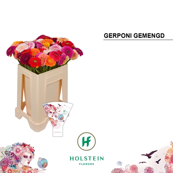 <h4>Germini Pomponi Mix Pomponi Water/Hoes x80</h4>
