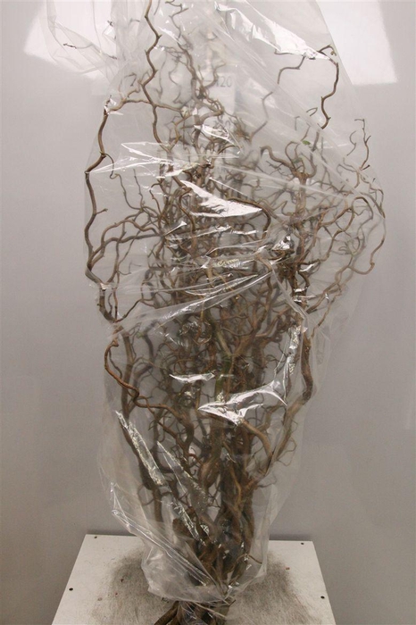 <h4>Coryl Av Contorta</h4>