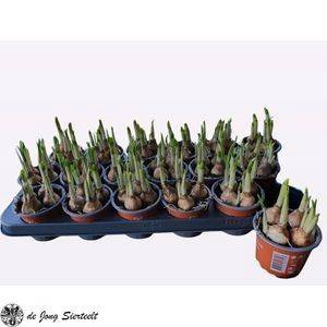 <h4>!! PROMO !! NARCISSUS TETE A TETE P9</h4>