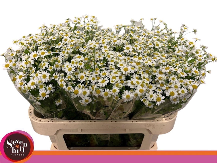 <h4>Tana Pa Single Vegmo</h4>