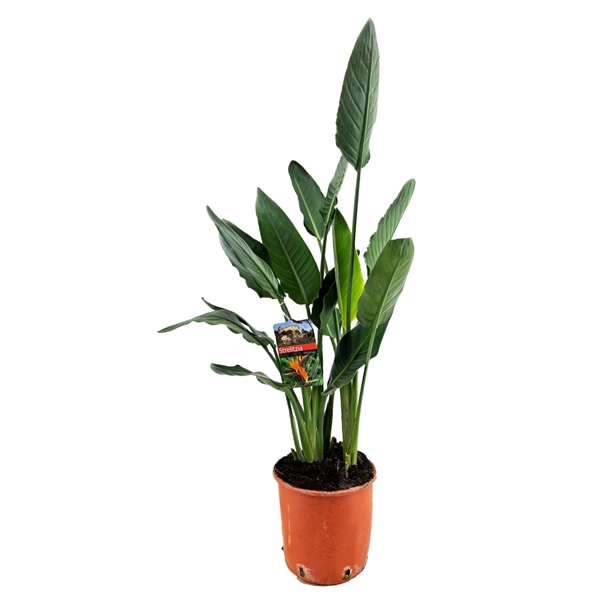 <h4>Strelitzia reginae</h4>