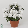 Rhododendron simsii Gitti 15Ø 35cm 40Ø