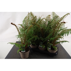 Cyathea 14 Cm. P. Tomentosissi Highland Lace
