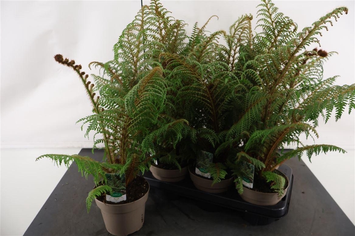 <h4>Cyathea 14 Cm. P. Tomentosissi Highland Lace</h4>
