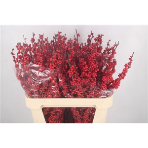 Ilex Magical Crimson Extra