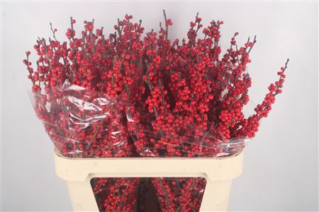 <h4>Ilex Magical Crimson Extra</h4>