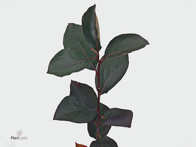 ARONIA MELANOCAR BLD