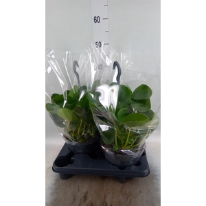 Pilea peperomioides
