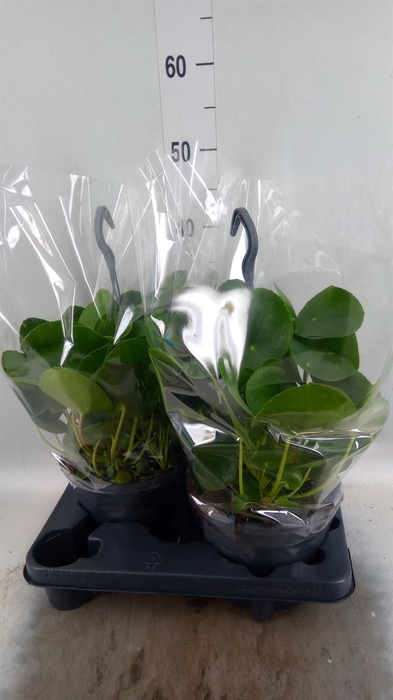 <h4>Pilea peperomioides</h4>