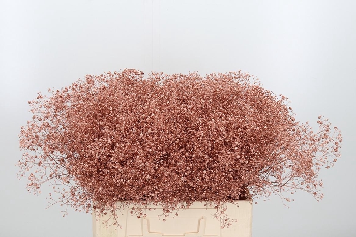 <h4>Gyps Kl Bh Koper</h4>