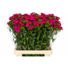 Dianthus Br Amazon Neon Cherry