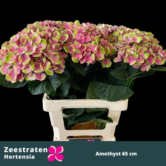 <h4>HYDRANGEA  'MAGICAL ANKONG'</h4>