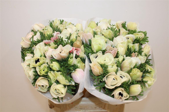 <h4>Anem Mistral White</h4>