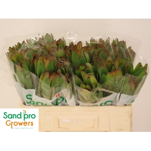 LEUCAD SAF GOLDSTRIK