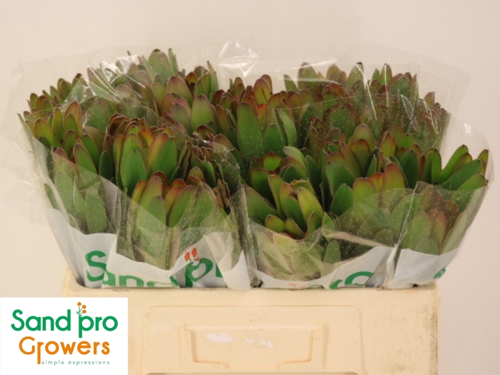 <h4>LEUCAD SAF GOLDSTRIK</h4>