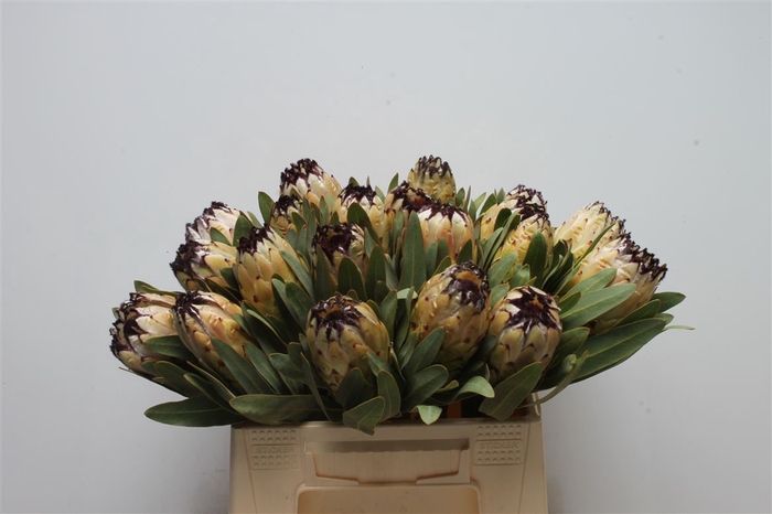 <h4>Protea Lady Pearl</h4>