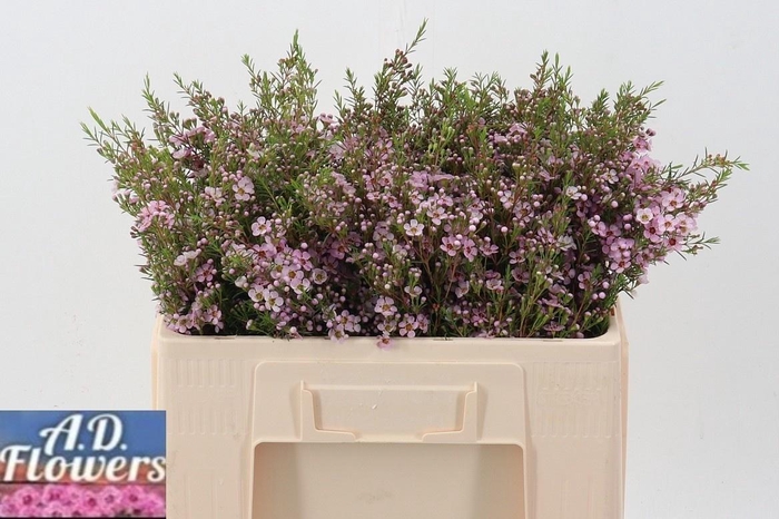 <h4>CHAME UN PINK SHINE</h4>