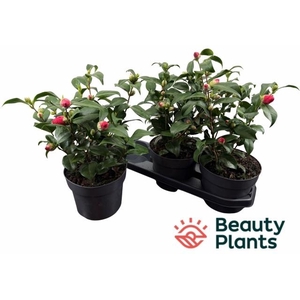 CAME RE MARY WILLIAM