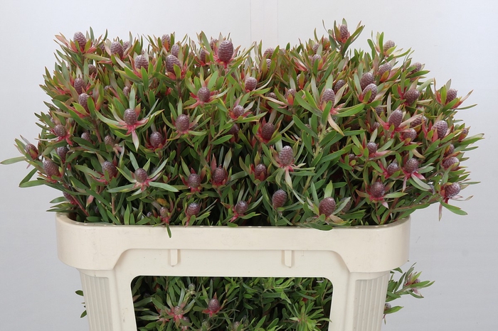 Leucadendron Ayoba Star Pearl