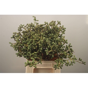Euc Berry Clock Per Bunch