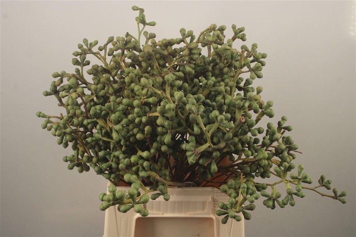 <h4>Euc Berry Clock Per Bunch</h4>