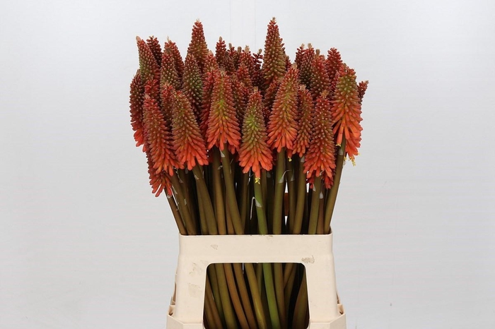 <h4>Kniphofia Alcazar</h4>