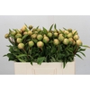 Paeonia Claire de la Lune