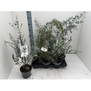 EUCALYPTUS