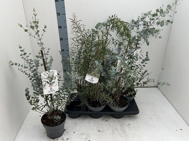 <h4>EUCALYPTUS</h4>