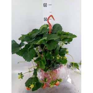 Fragaria ananassa 'Elsanta'