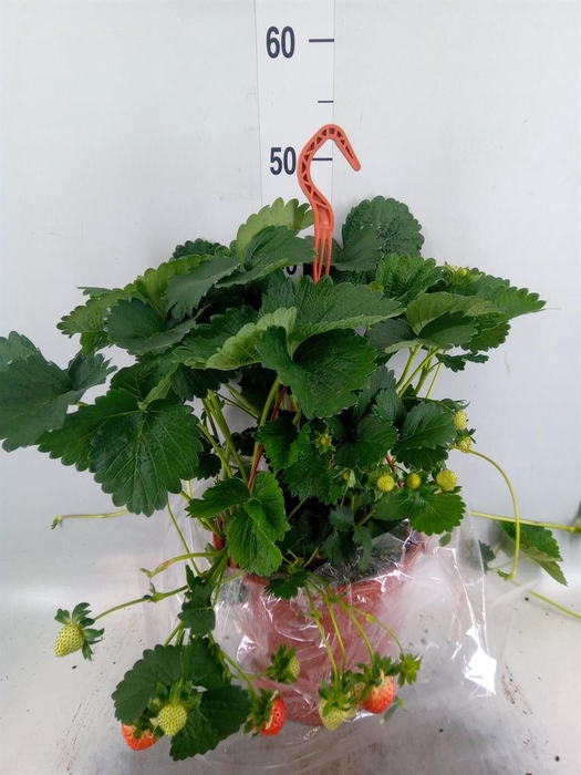 <h4>Fragaria ananassa 'Elsanta'</h4>