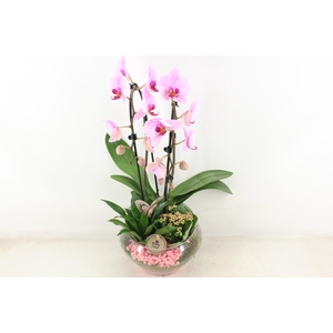 arr2 PL - Glas Olay phal roze